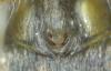Haplodrassus umbratilis